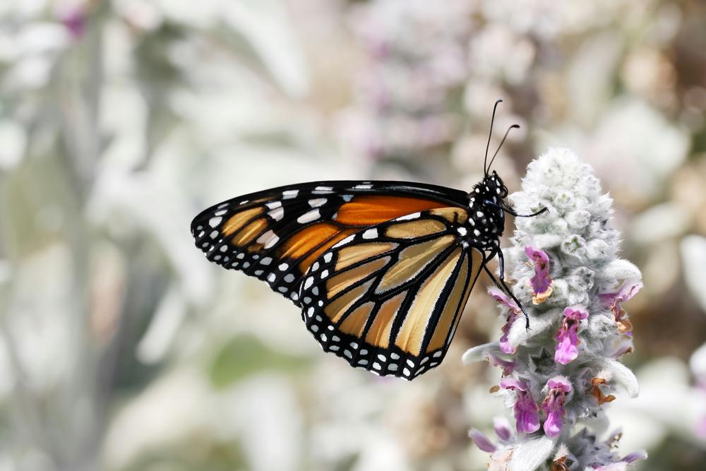 butterfly on flower