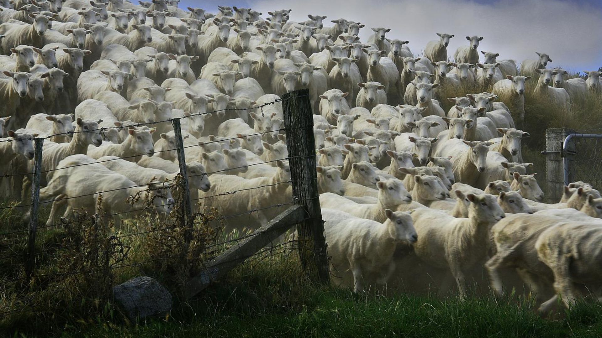 a herd of sheeping moving through a gate