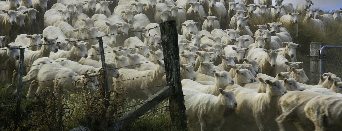 a herd of sheeping moving through a gate