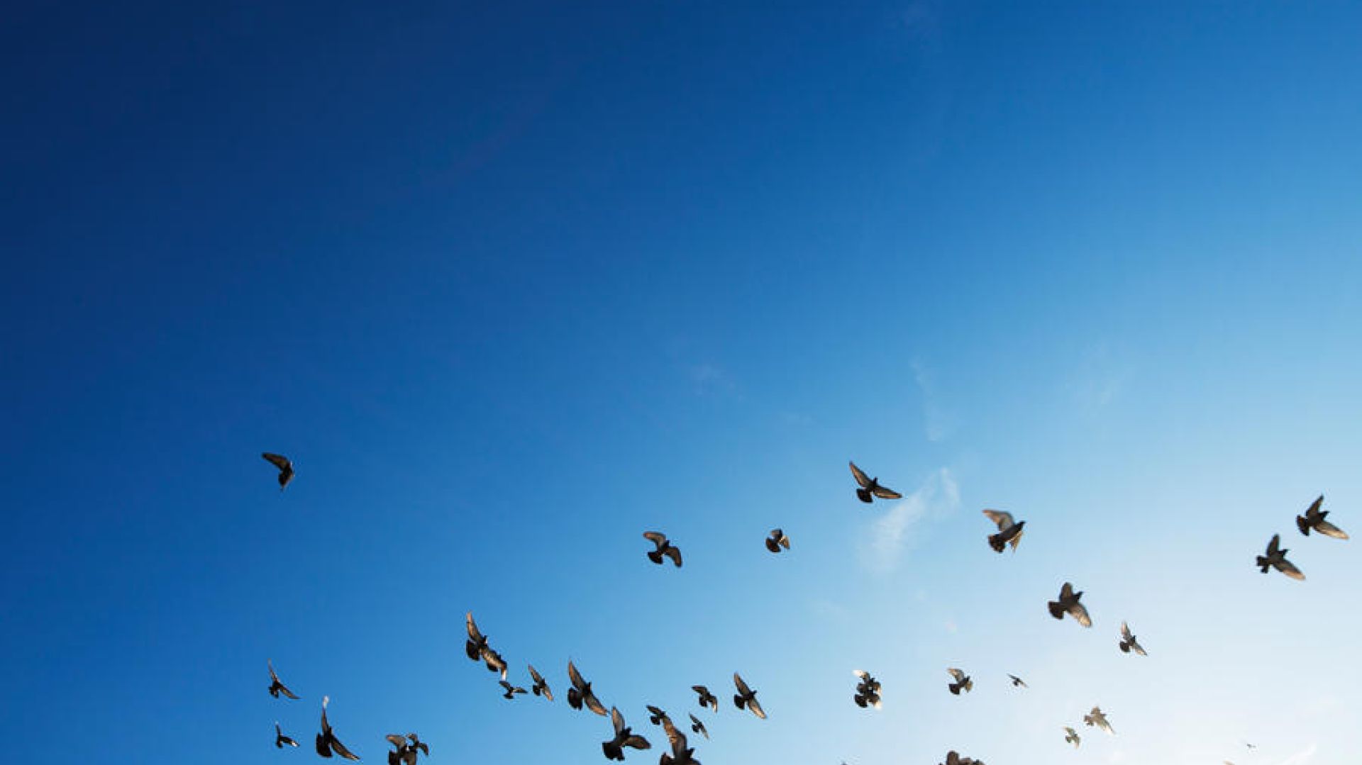 birds flocking in the blue sky