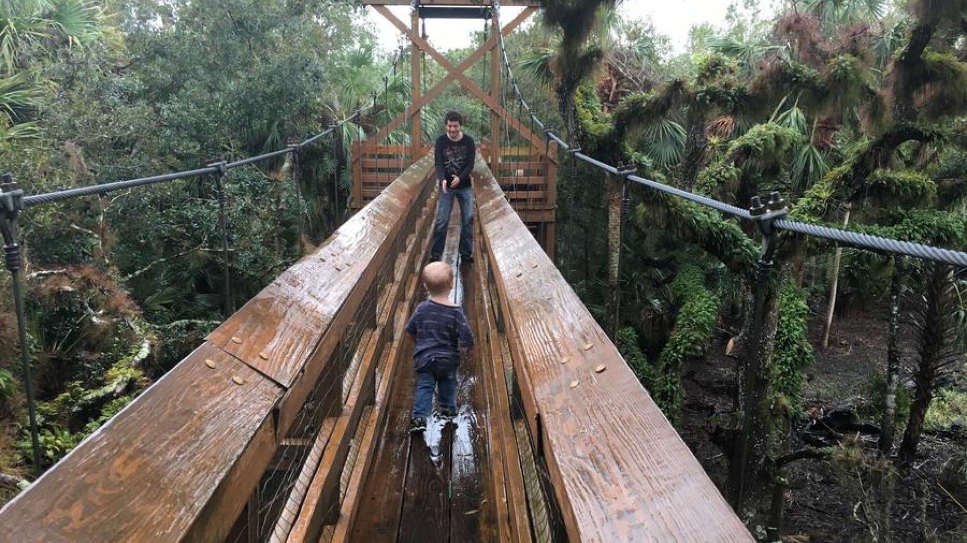 Florida State Park Canopy Bridge Forest