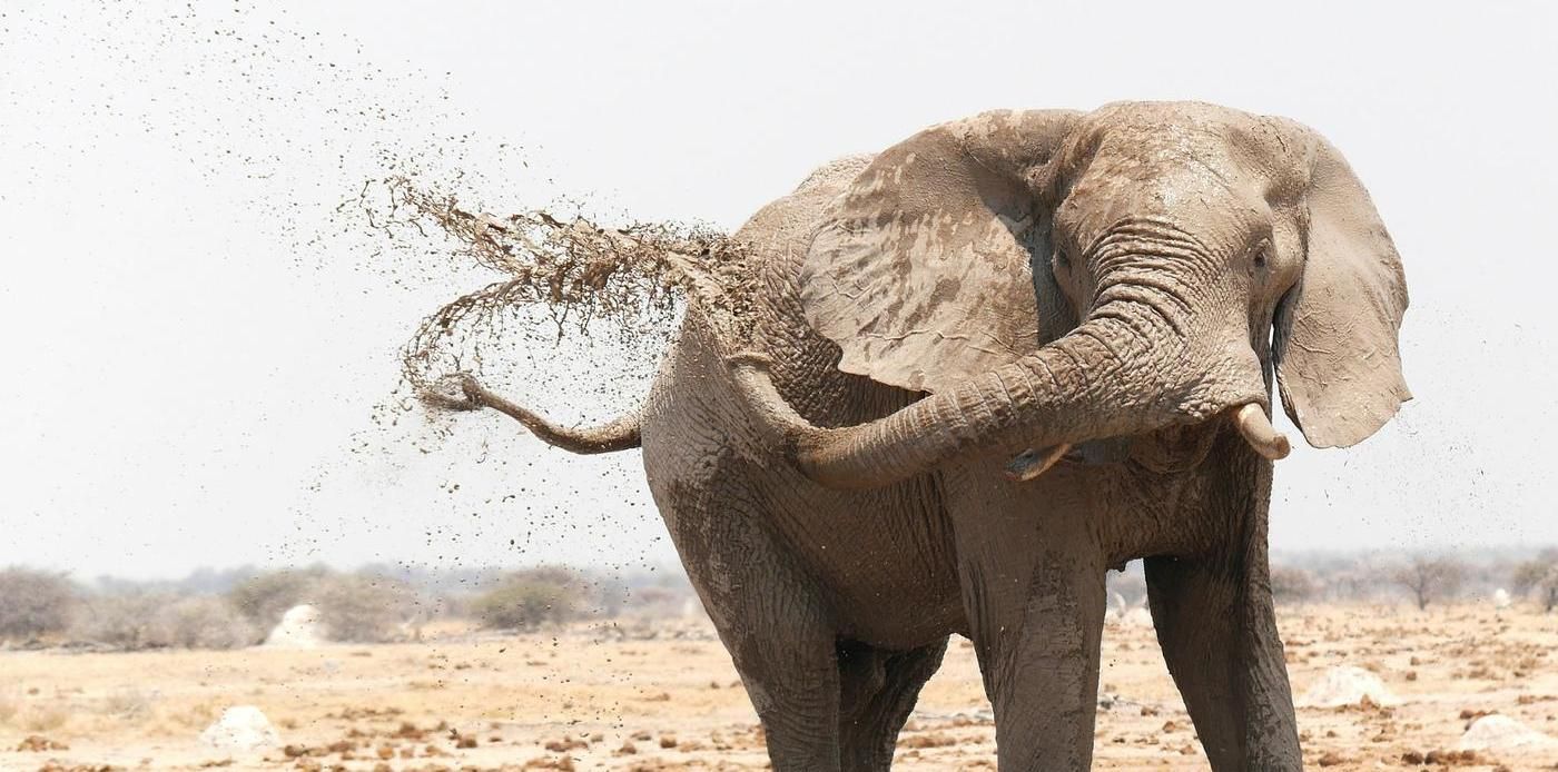 elephant cleaning itself with mud