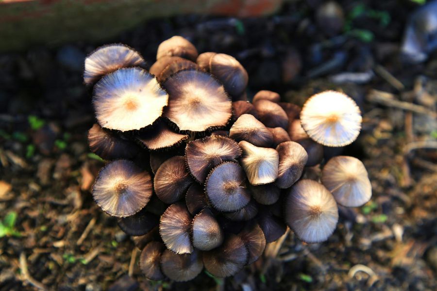 cluster of mushrooms