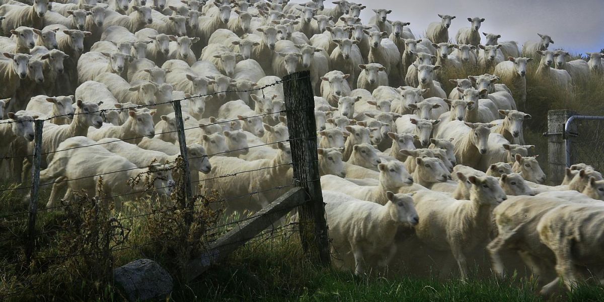 a herd of sheeping moving through a gate