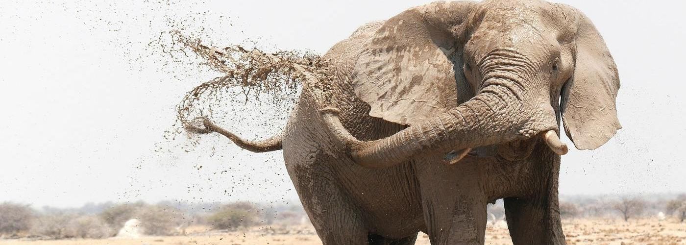 elephant cleaning itself with mud