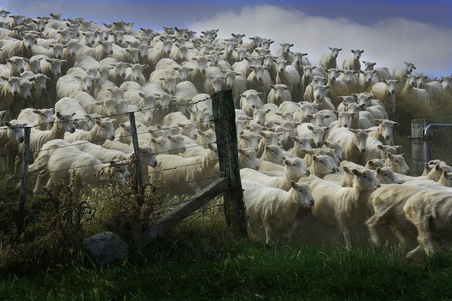 a herd of sheeping moving through a gate