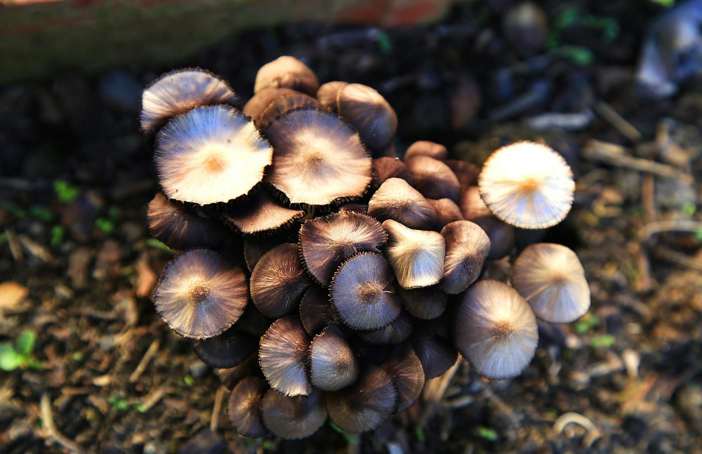 cluster of mushrooms