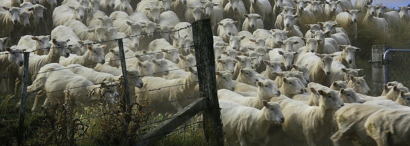 a herd of sheeping moving through a gate