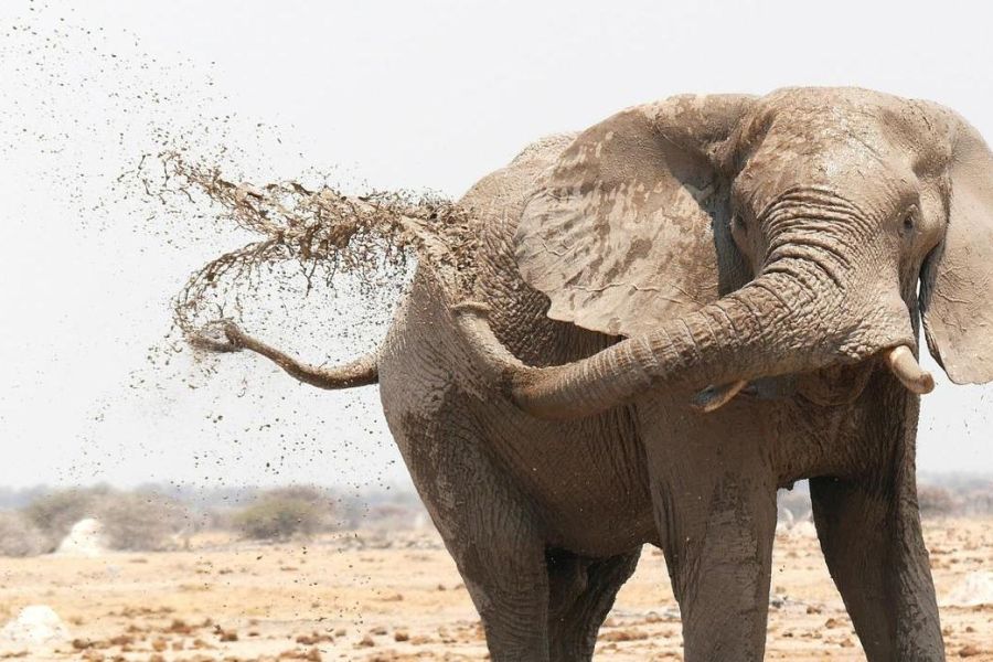 elephant cleaning itself with mud