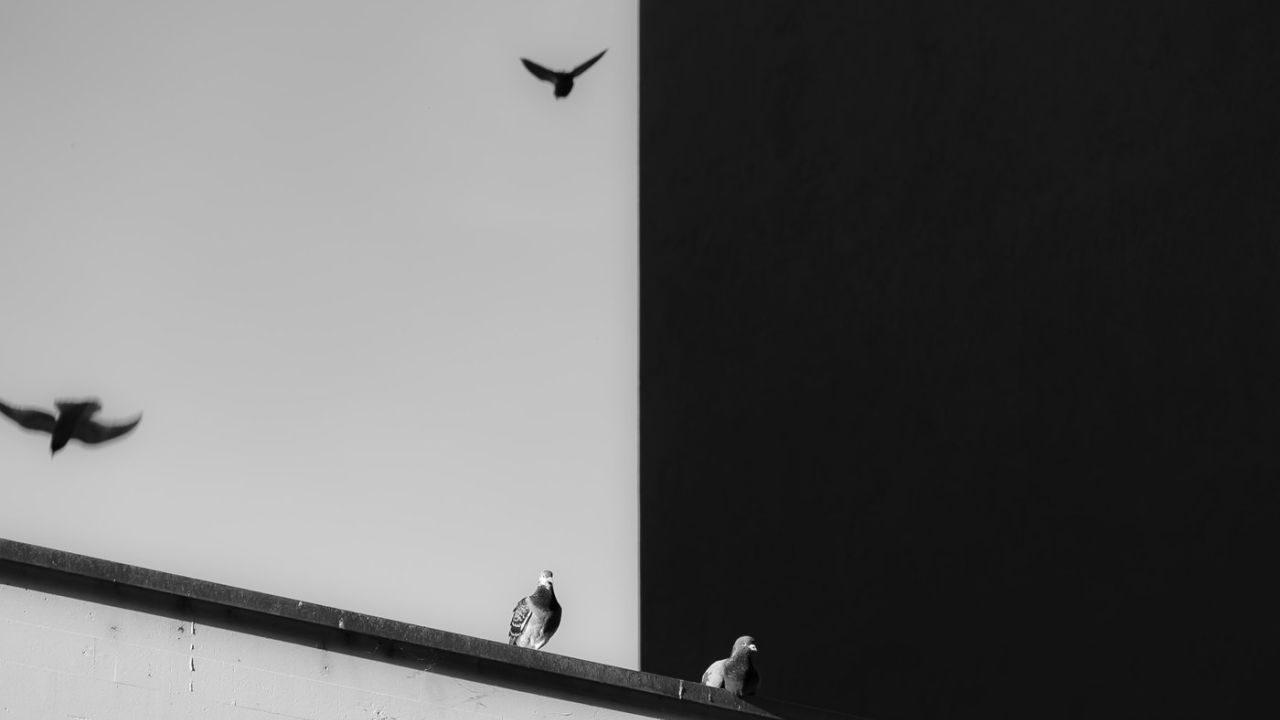 birds on a ledge, black and white