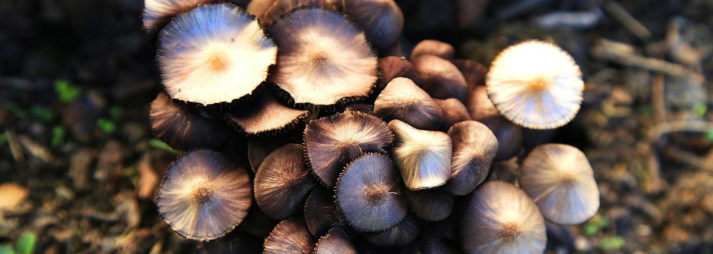 cluster of mushrooms